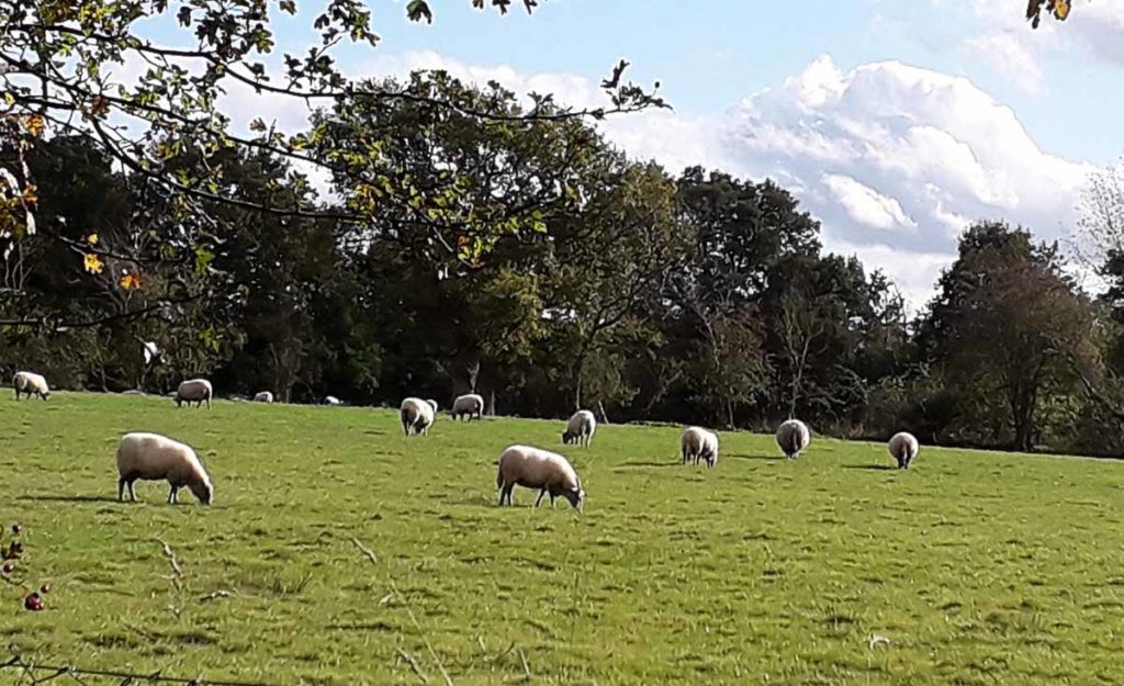 camping normandie picard 2020 0008 1024x625 1