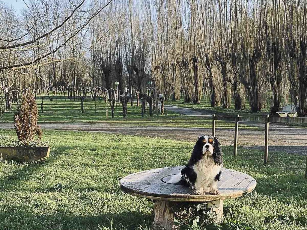 camping vendee marais 2023 002 1024x768 1